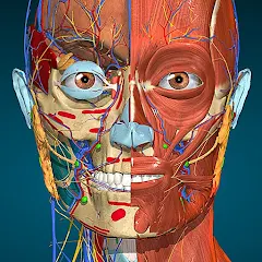 Anatomy Learning By Dr. Blanco
